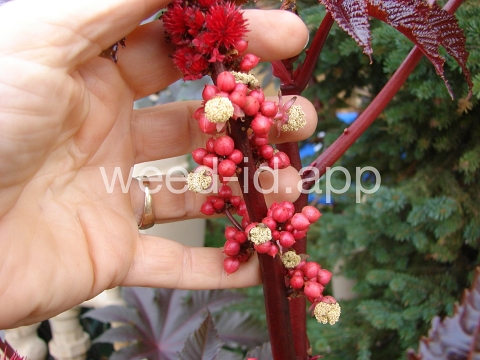 castorbean